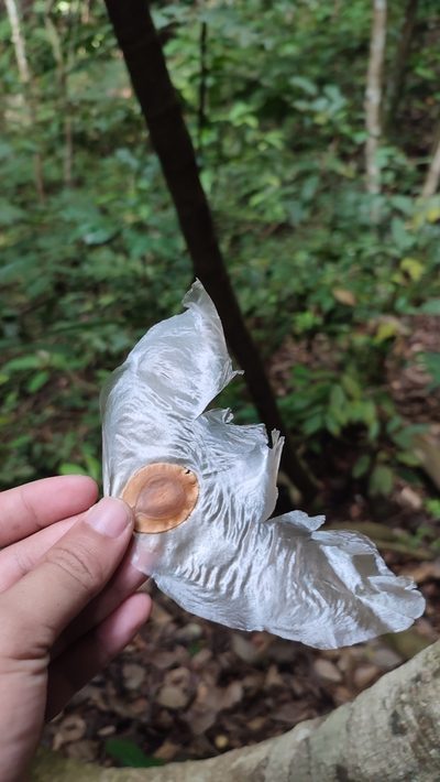 Alsomitra macrocarpa, photographed by ꦥꦤ꧀ꦗꦶꦒꦸꦱ꧀ꦠꦶꦄꦏ꧀ꦧꦂ