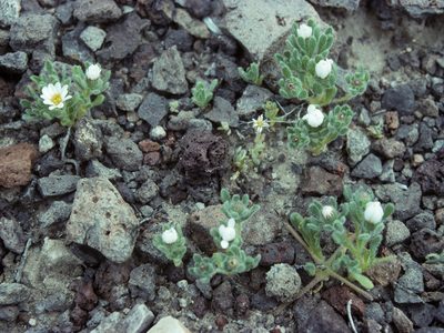 Monoptilon bellidiforme, photographed by Jim Morefield
