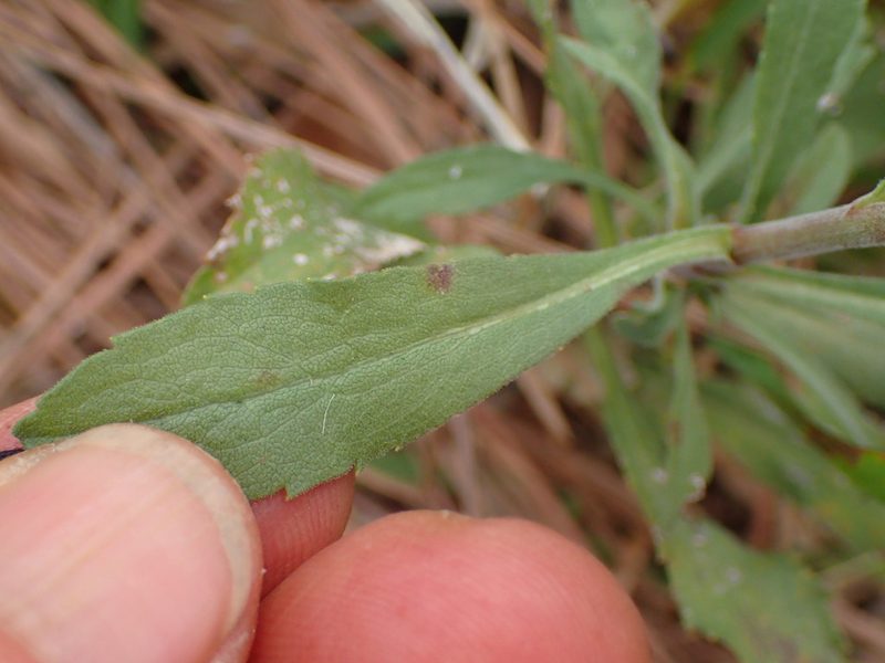 Solidago velutina, photographed by George Williams