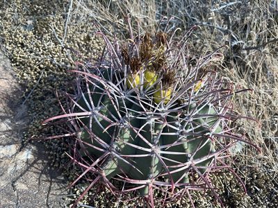 Ferocactus emoryi, photographed by Robbie Hannawacker
