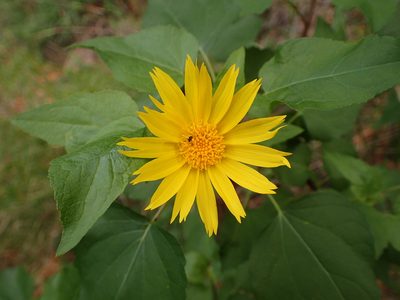 Venegasia carpesioides, photographed by George Williams