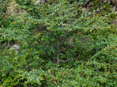 Nothofagus pumilio, photographed by Pablo Bombín