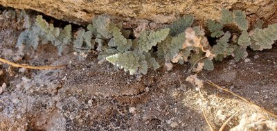 Myriopteris parryi, photographed by Asher Budnik