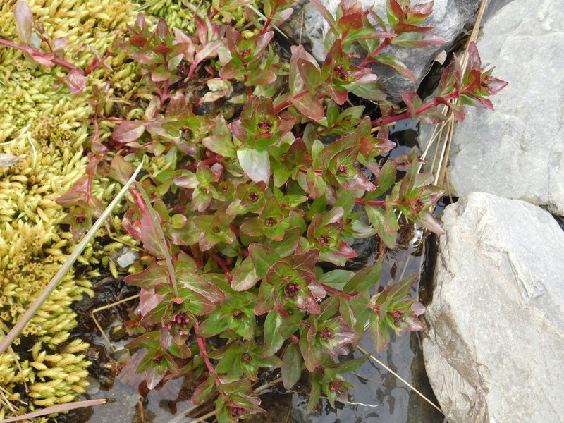 Epilobium australe, photographed by Pablo Bombín