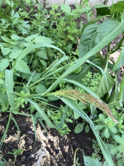 Echinochloa crus-pavonis, photographed by Chris Parminter