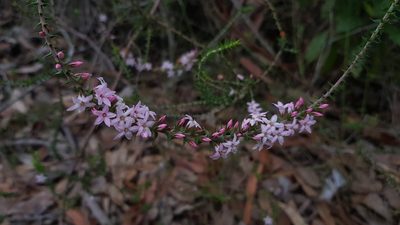 Epacris pulchella, photographed by Sofia Zvolanek