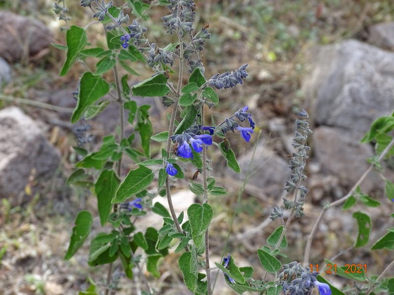 Salvia melissodora, photographed by Luis F. Ramírez