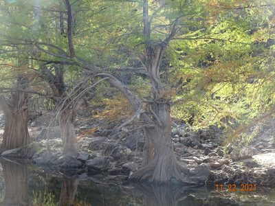 Taxodium mucronatum, photographed by Luis F. Ramírez