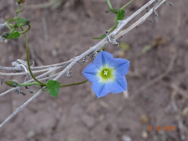 Ipomoea cardiophylla, photographed by Luis F. Ramírez
