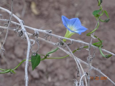 Ipomoea cardiophylla, photographed by Luis F. Ramírez