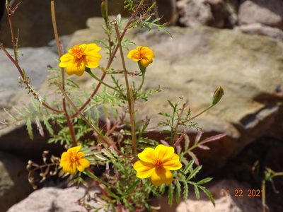 Tagetes lunulata, photographed by Luis F. Ramírez
