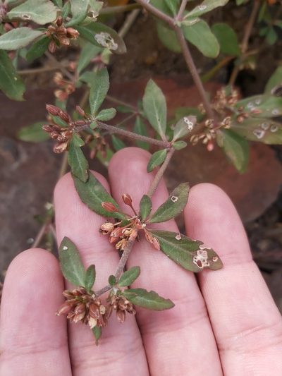 Glinus oppositifolius, photographed by Tim