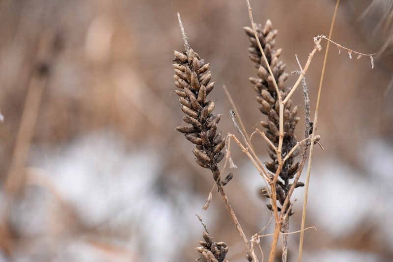 Astragalus canadensis, photographed by Becca