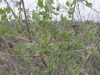 Atriplex lentiformis, photographed by redrovertracy