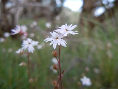 Lithophragma tenellum, photographed by Matt Lavin