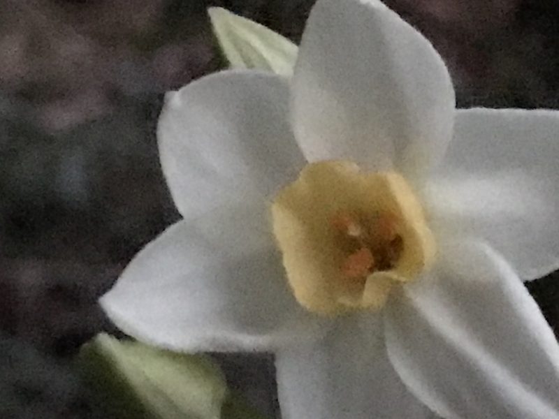 Narcissus papyraceus, photographed by Raven Dandridge