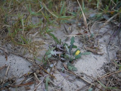 Launaea sarmentosa, photographed by Dinesh Valke