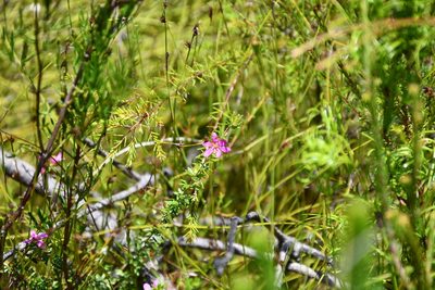 Bauera capitata, photographed by Thomas Mesaglio