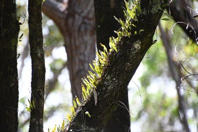 Pyrrosia confluens, photographed by Thomas Mesaglio