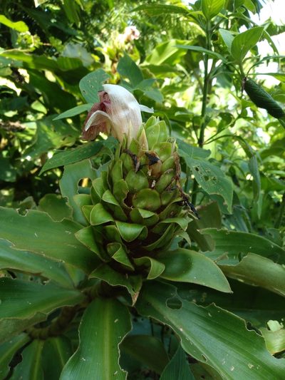 Costus guanaiensis, photographed by Alfredo F. Fuentes Claros