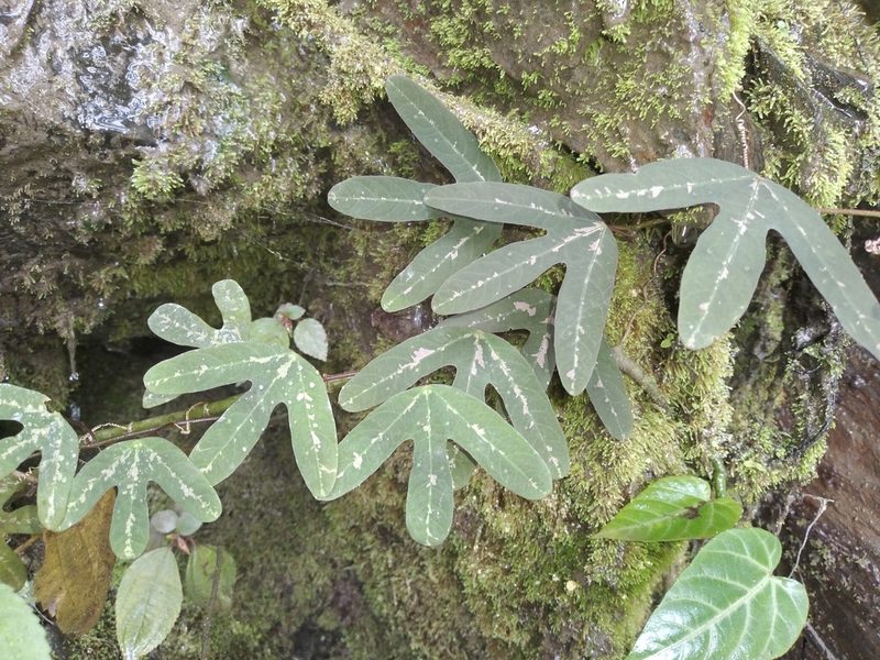 Passiflora tricuspis, photographed by Alfredo F. Fuentes Claros