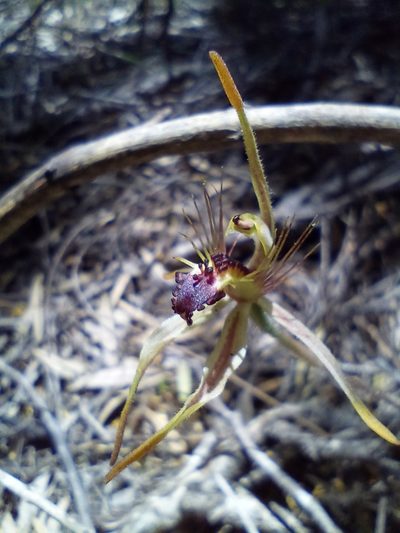 Caladenia corynephora, photographed by Em Lamond