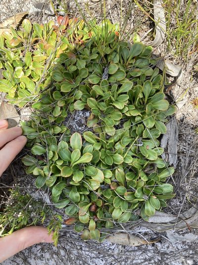 Stylidium ornatum, photographed by Thomas Mesaglio