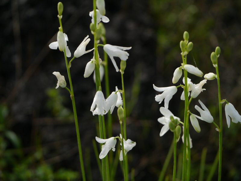 Dipcadi goaense, photographed by Dinesh Valke