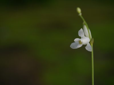 Dipcadi goaense, photographed by Dinesh Valke