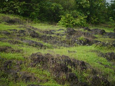 Dipcadi goaense, photographed by Dinesh Valke
