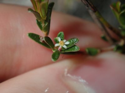 Pseudanthus orientalis, photographed by Thomas Mesaglio