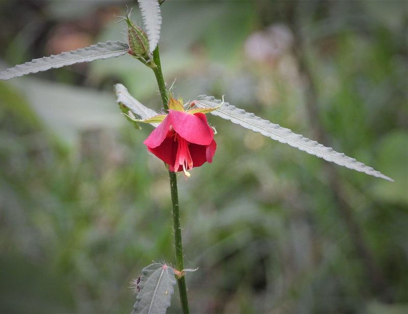 Pentapetes phoenicea, photographed by Utain Pummarin