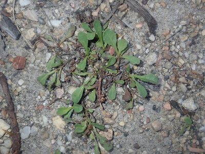 Epaltes australis, photographed by Thomas Mesaglio