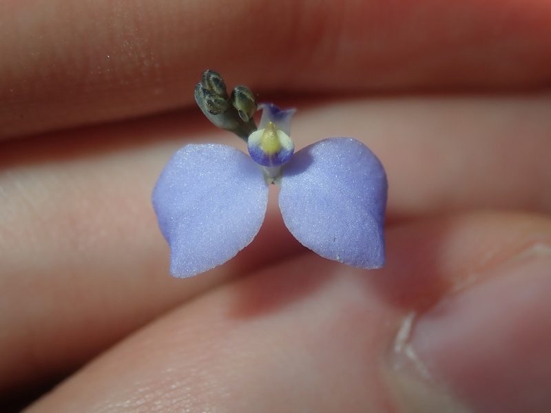 Comesperma defoliatum, photographed by Thomas Mesaglio