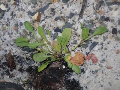 Epaltes australis, photographed by Thomas Mesaglio