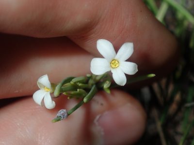 Ricinocarpos pinifolius, photographed by Thomas Mesaglio