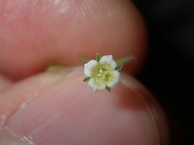 Mitrasacme paludosa, photographed by Thomas Mesaglio