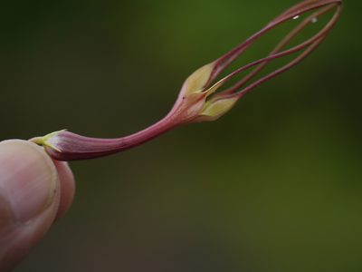 Ceropegia attenuata, photographed by Dinesh Valke