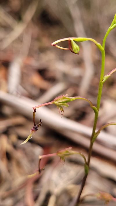 Arthrochilus huntianus, photographed by Eamonn Culhane