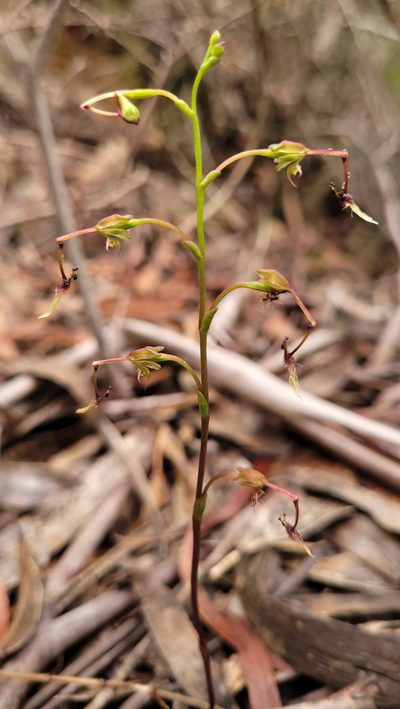 Arthrochilus huntianus, photographed by Eamonn Culhane