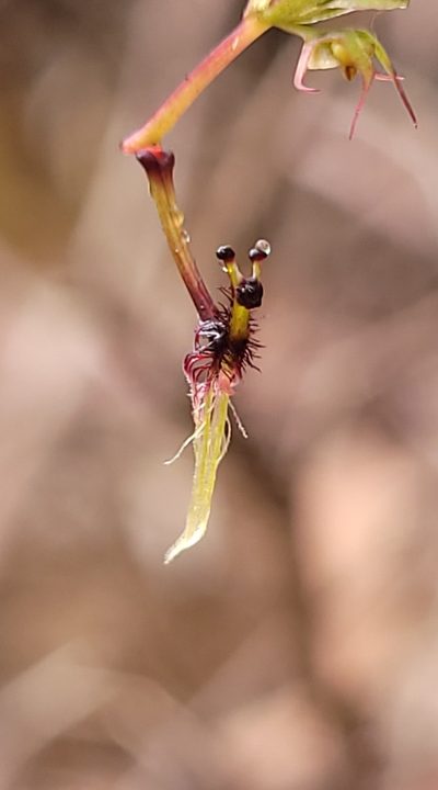 Arthrochilus huntianus, photographed by Eamonn Culhane