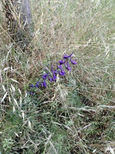 Delphinium peregrinum, photographed by Flora_DUMO
