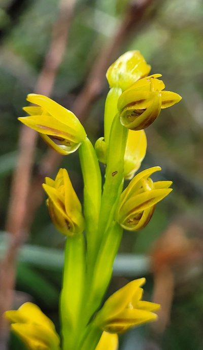Prasophyllum flavum, photographed by Eamonn Culhane
