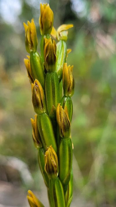 Prasophyllum flavum, photographed by Eamonn Culhane