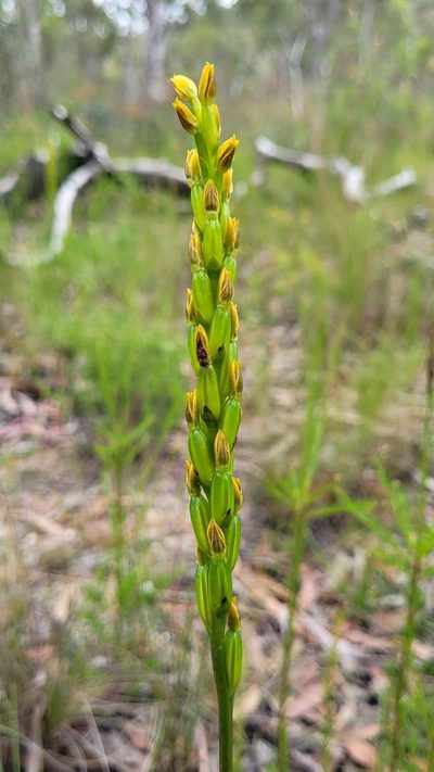 Prasophyllum flavum, photographed by Eamonn Culhane