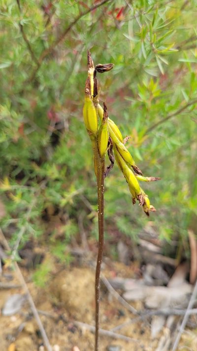 Prasophyllum flavum, photographed by Eamonn Culhane