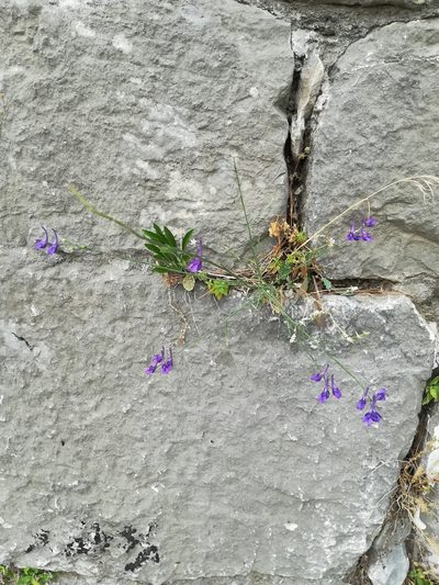 Delphinium peregrinum, photographed by Flora_DUMO