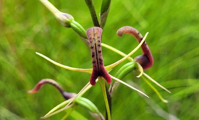 Cryptostylis leptochila, photographed by Eamonn Culhane