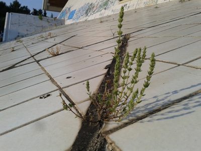 Micromeria juliana, photographed by Flora_DUMO