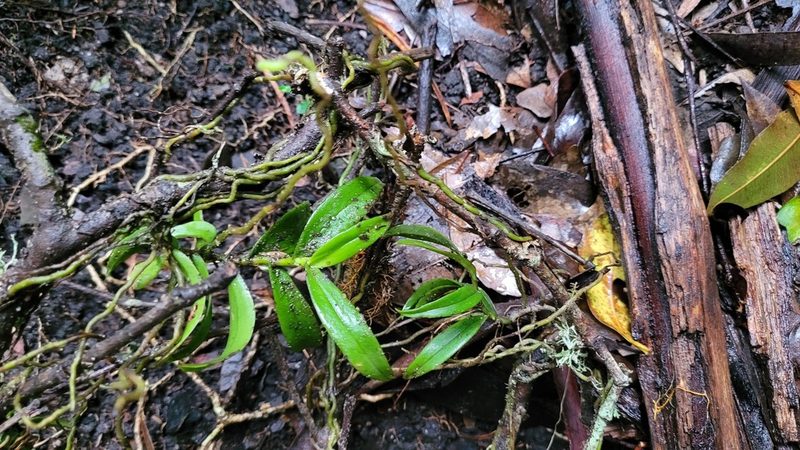 Plectorrhiza tridentata, photographed by Eamonn Culhane